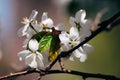 Beautiful spring white fragile cherry blossom close up