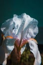 Beautiful spring white iris flower closeup with water drops on blurry background