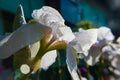 Beautiful spring white iris flower closeup with water drops on blurry background
