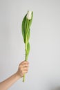 Spring white tulip flower with green leaves kept in a child`s hand on a smooth background Royalty Free Stock Photo