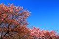 Beautiful spring wild Himalayan cheery blossom blooming on the trees with clear blue sky background at park garden Tokyo, Japan. Royalty Free Stock Photo