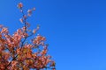 Beautiful spring wild Himalayan cheery blossom blooming on the trees with clear blue sky background at park garden Tokyo, Japan. Royalty Free Stock Photo