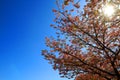 Beautiful spring wild Himalayan cheery blossom blooming on trees with sunlight flare or leak and clear blue sky background at park Royalty Free Stock Photo