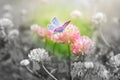 Beautiful spring wild meadow clover flowers, butterfly, color spot on black and white, macro. Soft focus nature background. Toned