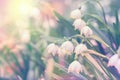 Beautiful spring wild Snowflake flowers Leucojum vernum in the forest, in sun light, macro. Soft focus nature background. Delicate Royalty Free Stock Photo