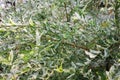 Beautiful spring willow Salix integra Hakuro-Nishiki tree