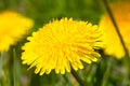 Beautiful spring yellow dandelion flower on green grass meadow a Royalty Free Stock Photo