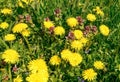 Beautiful yellow dandelions on the field