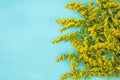 Beautiful spring yellow flowers on blue pastel table top view. Floral border.Flat lay. Royalty Free Stock Photo