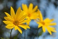 Beautiful spring yellow flowers. Royalty Free Stock Photo