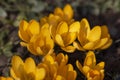 Beautiful spring yellow flowers of Crocus blooming in the garden, close up Royalty Free Stock Photo