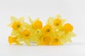 Beautiful spring yellow flowers daffodils on a white background Royalty Free Stock Photo