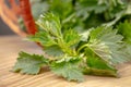 Beautiful spring young nettle. Fresh nettle leaves for salad or tea