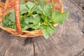 Beautiful spring young nettle. Fresh nettle leaves for salad or tea