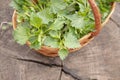 Beautiful spring young nettle. Fresh nettle leaves for salad or tea