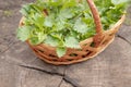 Beautiful spring young nettle. Fresh nettle leaves for salad or tea