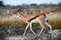 Beautiful springbok Antidorcas marsupialis