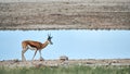 Beautiful springbok Antidorcas marsupialis, walking near a waterhole