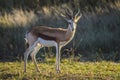 Beautiful Springbok , national animal of South Africa in a game reserve