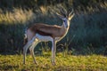 Beautiful Springbok , national animal of South Africa in a game reserve