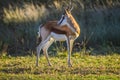 Beautiful Springbok , national animal of South Africa in a game reserve