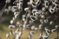 Closeup of branches of weeping purple willow in sunlight Royalty Free Stock Photo