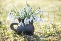 Beautiful spring background with snowdrops in handmade vase of black pottery in sunlight Royalty Free Stock Photo