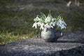 Beautiful spring background with snowdrops in small handmade vase of black pottery in sunlight Royalty Free Stock Photo