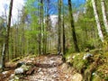 Beautiful springtime beech forest in bright green foliage