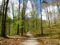 Beautiful springtime beech forest in bright green foliage