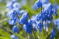 Beautiful springtime closeup of blooming blue Siberian Squill in sunlight