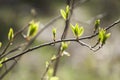 Beautiful springtime closeup of fresh leaves on branches of bird cherry tree