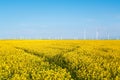 Rapeseed flowers field and wind farm Royalty Free Stock Photo