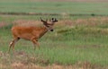 A Large Mule Deer with Velvet Antlers Roaming the Plains Royalty Free Stock Photo