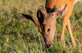 A Large Mule Deer with Velvet Antlers Roaming the Plains