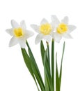 Beautiful springtime narcissus