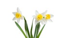 Beautiful springtime narcissus