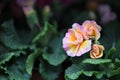 Beautiful springtime primroses with delicate pink and yellow frill petals