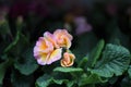 Beautiful springtime primroses with delicate pink and yellow frill petals