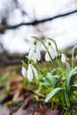 Springtime landscape snowdrops flowers ,view from the hill Royalty Free Stock Photo
