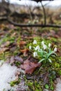Springtime landscape snowdrops flowers ,view from the hill Royalty Free Stock Photo