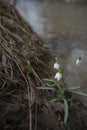 Springtime landscape snowdrops flowers ,view from the hill Royalty Free Stock Photo