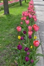 Purple, Yellow, Red and Pink Tulip Lined Washington Boulevard, Holland, Michigan Royalty Free Stock Photo