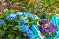 Beautiful Springtime - vivid blue hydrangeas with turquoise adirondack chairs under a magnolia tree with mirrored balls hanging fr