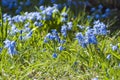 Spring wallpaper of blooming blue Siberian Squill in sunlight