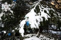 Beautiful spruce branch covered in the first snow Royalty Free Stock Photo