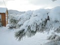 Beautiful spruce branch covered with a thick layer of snow Royalty Free Stock Photo