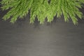 Beautiful spruce branches on a dark grayish wooden background flatley