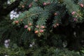 Beautiful spruce branches with evergreen needles Royalty Free Stock Photo