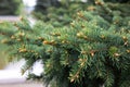 Beautiful spruce branches with evergreen needles and young shoots Royalty Free Stock Photo